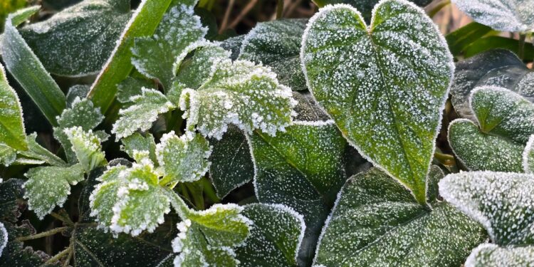 Serra Catarinense tem amanhecer com geada e temperaturas negativas