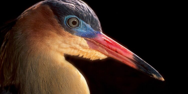 Observação de aves cresce e deve se tornar novo nicho para o turismo catarinense