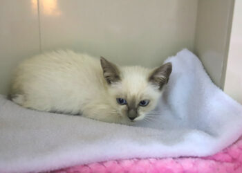 Fujama promove feira de adoção de gatos filhotes neste sábado