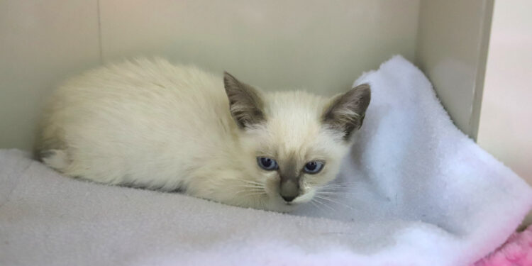 Fujama promove feira de adoção de gatos filhotes neste sábado