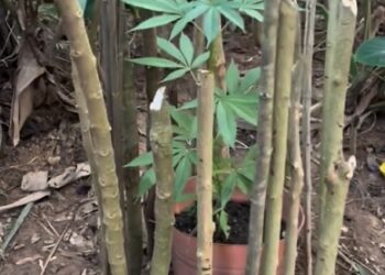 Após denúncia, PMs encontram pé de maconha num terreno perto de escola, em Jaraguá do Sul