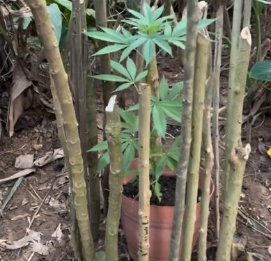 Após denúncia, PMs encontram pé de maconha num terreno perto de escola, em Jaraguá do Sul
