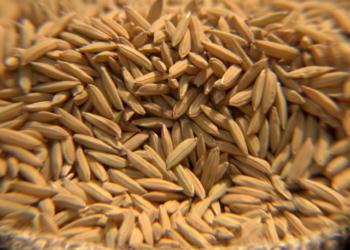 Boletim Agropecuário da Epagri aponta valorização de 13% no preço do arroz em Santa Catarina