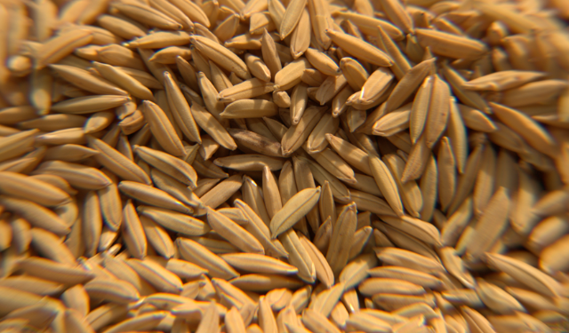 Boletim Agropecuário da Epagri aponta valorização de 13% no preço do arroz em Santa Catarina