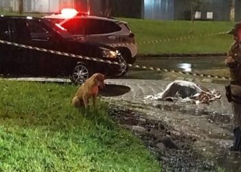 Cena triste: Idoso morre atropelado em Criciúma e cachorrinho não sai do lado do corpo