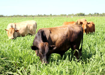 Foto: Portal Embrapa