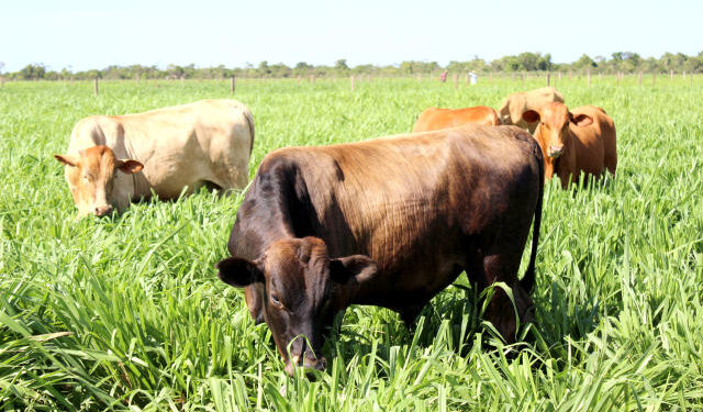 Foto: Portal Embrapa