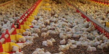 Brasil suspende exportações de carne e produtos de aves