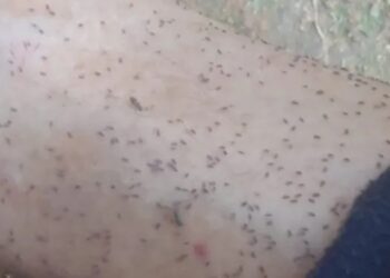 Brasil confirma duas mortes por febre do maruim