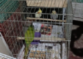 Operação mira comércio ilegal, maus-tratos e morte de animais silvestres e exóticos em SC