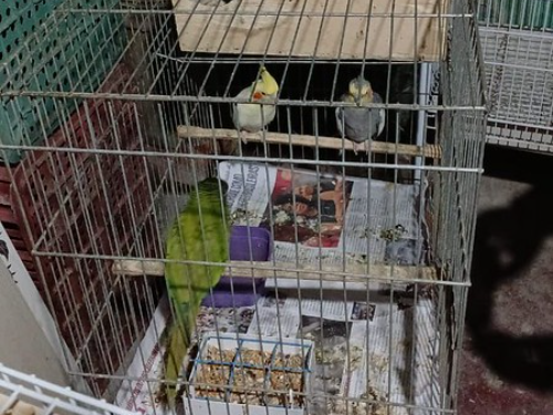 Operação mira comércio ilegal, maus-tratos e morte de animais silvestres e exóticos em SC